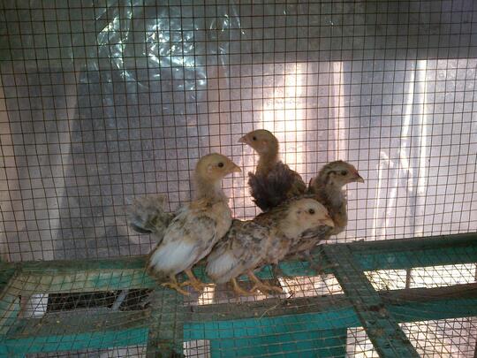 ANAK AYAM KATE