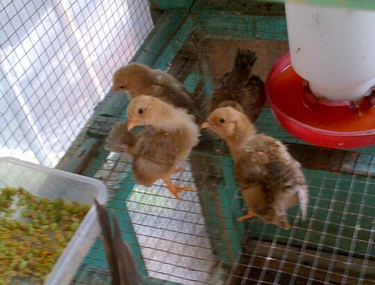 ANAK AYAM KATE