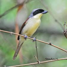 20 Burung Yang Paling Banyak Dicari Kaskus