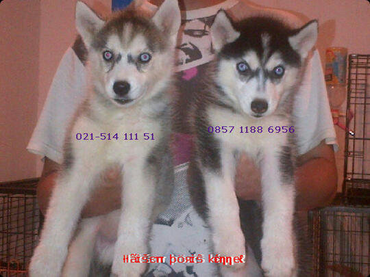 Terjual Anakan Puppies Puppy Anjing Siberian Husky Longhair Mantap Kaskus