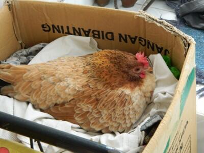 Penetasan Telur Ayam Kate Page 24 Kaskus