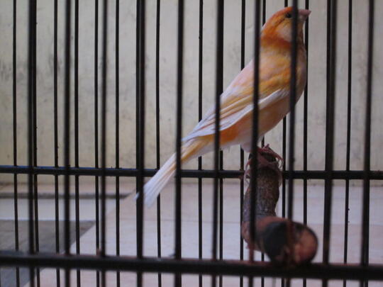 jual kenari gacor loper