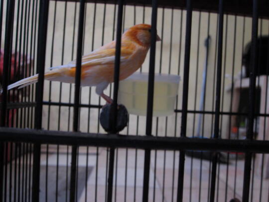 jual kenari gacor loper