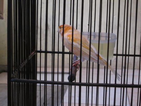 jual kenari gacor loper