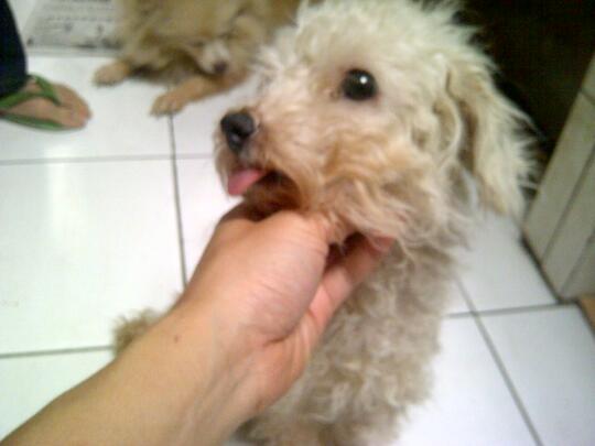 Terjual Jual Anjing Poodle Indukan Betina Dewasa Murah Nego Kaskus