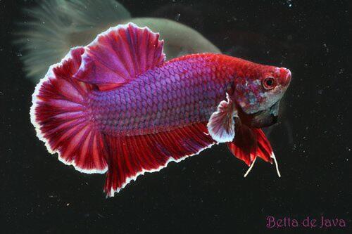 91+ Gambar Ikan Cupang Juara Kontes HD