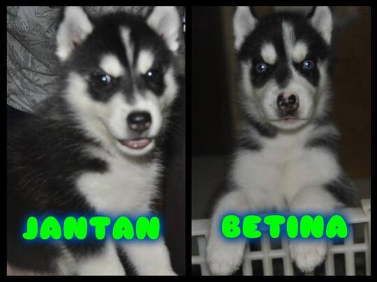 Terjual Jual Siberian Husky Only Medan Kaskus