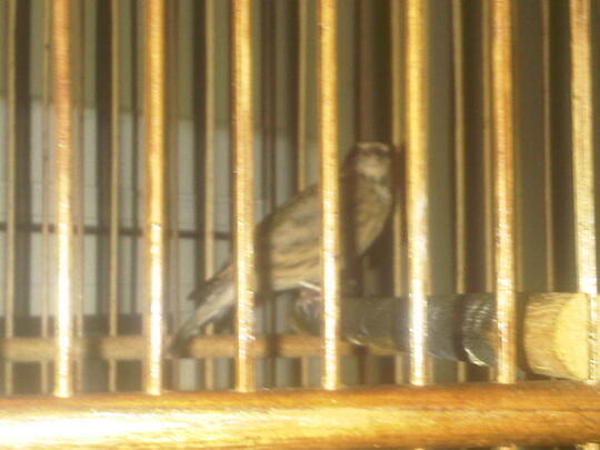 Terjual Burung Blackthroat Muda Ngerol Dah Panjang Bisa Barter