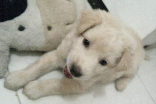 Terjual Wts Puppies Anak Anjing Golden Mix Kintamani 2 Bulan