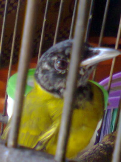 Komunitas Burung Samyong Indonesia Kaskus