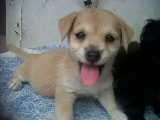 Terjual Dijual Anakan Anjing Keturunan Golden Kancil Loc