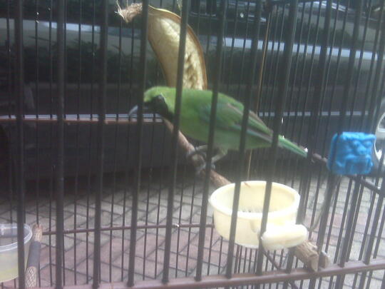 Terjual Burung Cucak Ijo Gacor Full Isian Kaskus