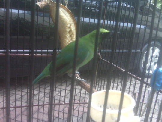 Terjual Burung Cucak Ijo Gacor Full Isian Kaskus