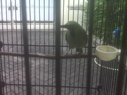 Terjual Burung Cucak Ijo Gacor Full Isian Kaskus