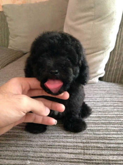 Terjual Anjing Ras Silver Poodle Jantan 2 Bulan Kaskus