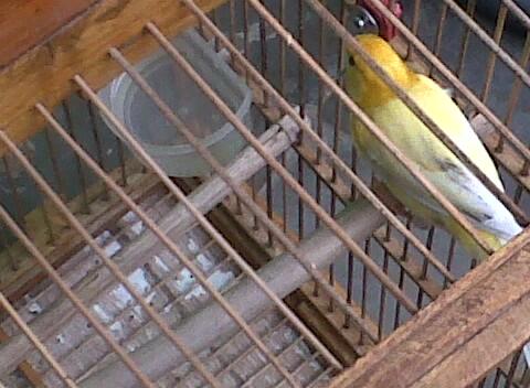 Dijual Kenari Kuning Fross Gacor Murah