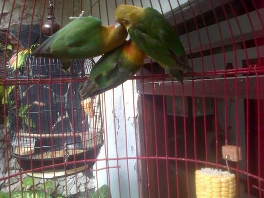 Terjual Jual Burung Lovebird Hijau Standart Dan Biru Cobalt