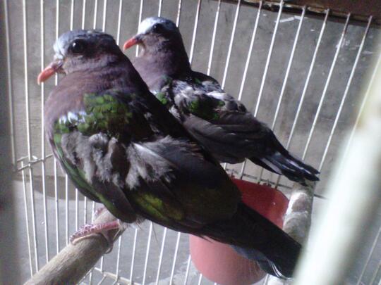 Terjual Sepasang Burung Tekukur Hijau Derkuku Putri Mandi Kaskus