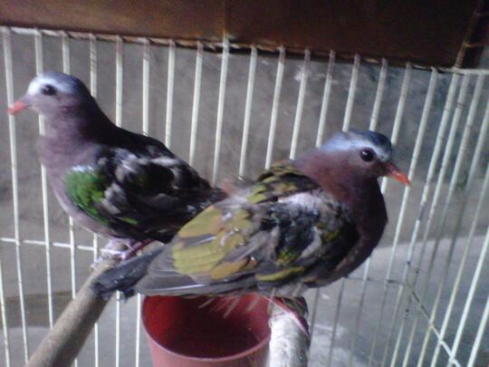 Terjual Sepasang Burung Tekukur Hijau Derkuku Putri Mandi Kaskus