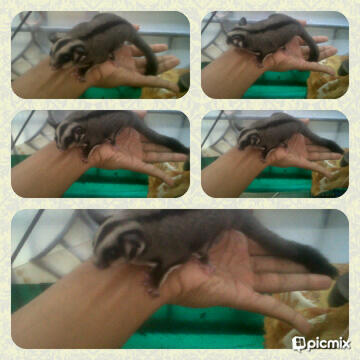 Sugar glider joey betina 2 bln black beauty
