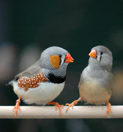 Terjual Zebra Finch Semarang Kaskus