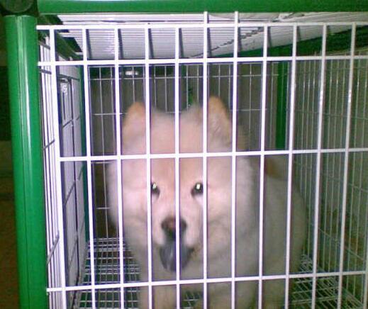 Terjual Anjing Chow Chow Kaskus
