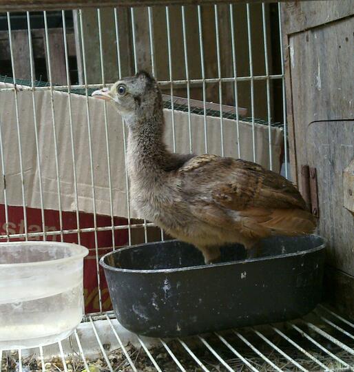 Merak Page 22 Kaskus