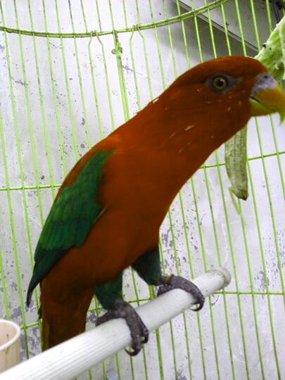 Terjual Jual Burung Betet Kaskus