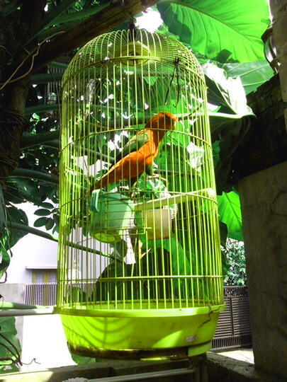 Terjual Jual Burung Betet Kaskus