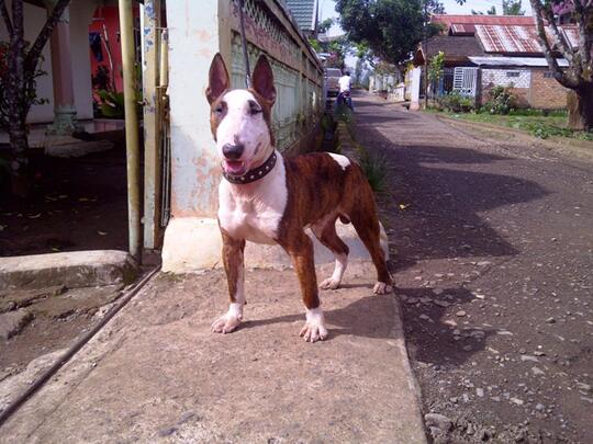 18++ Anak anjing bull terrier information