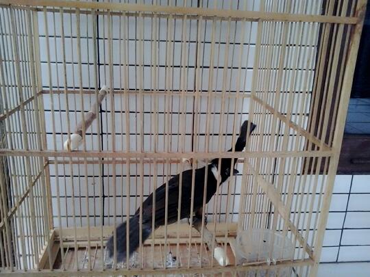 Terjual Burung Cililin Hitam Kaskus