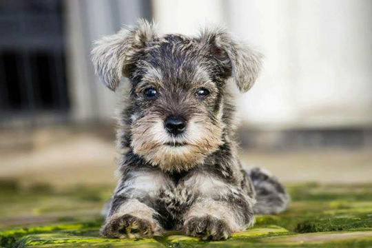 Mini Schnauzer ber STB Murah