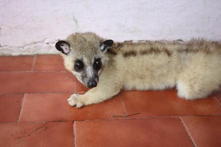  Harga  Musang  Akar Jawa