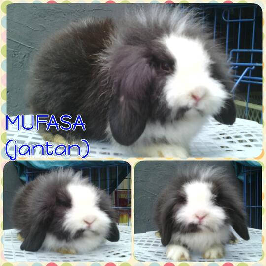 Terjual Kelinci Fuzzy Lop Anakan Lucu Imut Kaskus