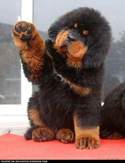 Anjing Termahal Di Dunia Tibetan Mastiff Kaskus