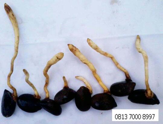 Bibit Aren Varietas Genjah