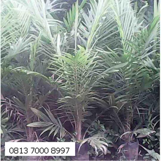 Jual Bibit Sawit Siap Tanam Jenis Tenera