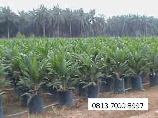 Jual Bibit Sawit Siap Tanam Jenis Tenera