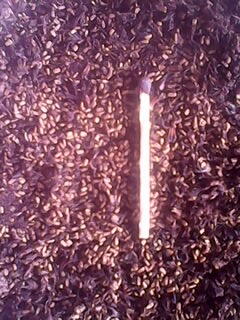 Jual Bibit/Biji Jabon Putih