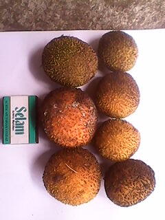 Jual Bibit/Biji Jabon Putih