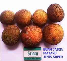 Jual Bibit/Biji Jabon Putih