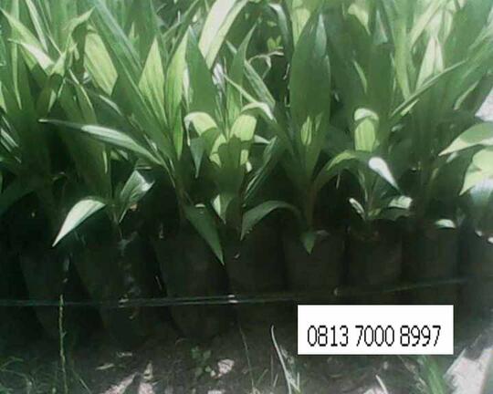 Bibit Sawit Umur 3 Bulan