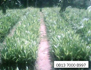 Bibit Sawit Umur 3 Bulan
