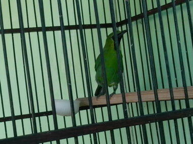 Terjual Cucak Ijo Mini And Gelatik Wingko Glawing Jogja Kaskus