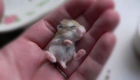 Balasan Dari 10 Hewan Terkecil Di Dunia Imut Dan Menggemaskan
