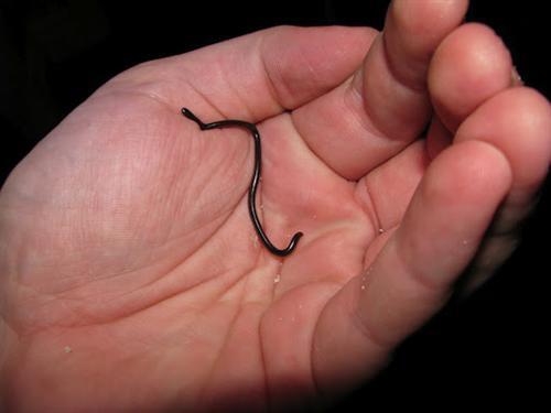 Balasan Dari 10 Hewan Terkecil Di Dunia Imut Dan Menggemaskan