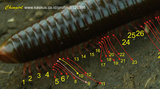 Berapa Sebenarnya Jumlah Kaki Kluwing Atau Kaki Seribu Kaskus Berapa Sebenarnya Jumlah Kaki Kluwing Atau Kaki Seribu Kaskus