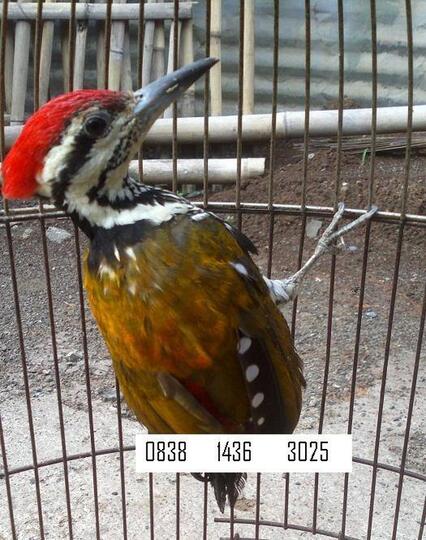 Terjual Burung Pelatuk Besi Kaskus