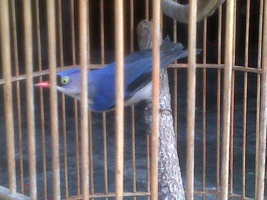 Rambatan Page 17 Kaskus