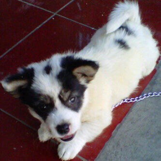 Terjual Anjing Pom Mix Corgi Kaskus